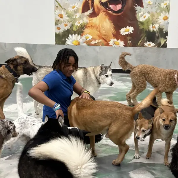 Play session on the daycare floor at K9 Rox Club